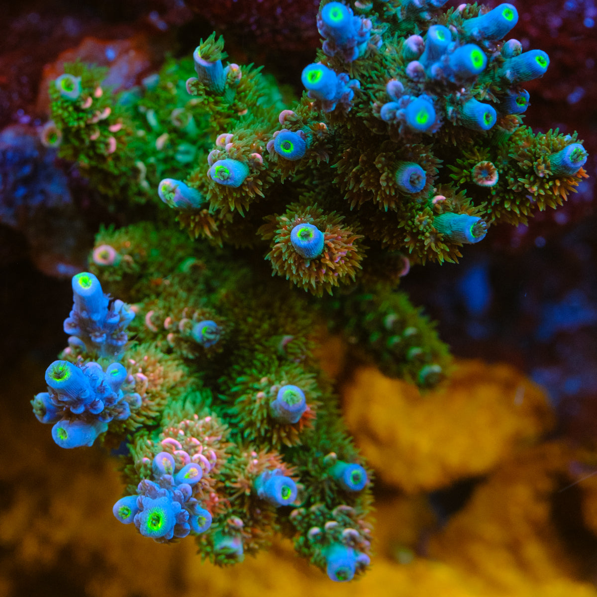 UW Rainbow Brite Acropora Tenuis