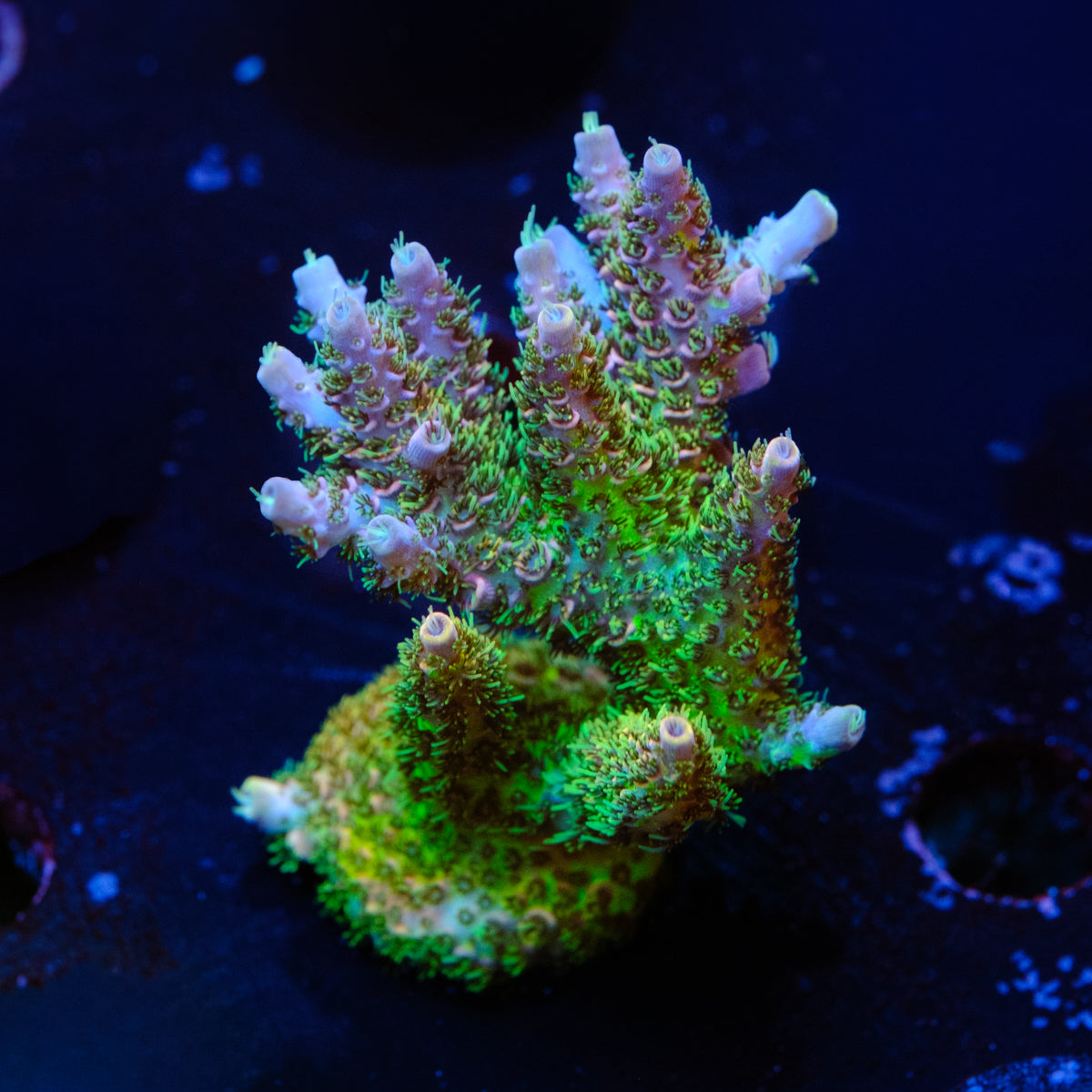 UW Rainbow Table Millepora WYSIWYG - J4