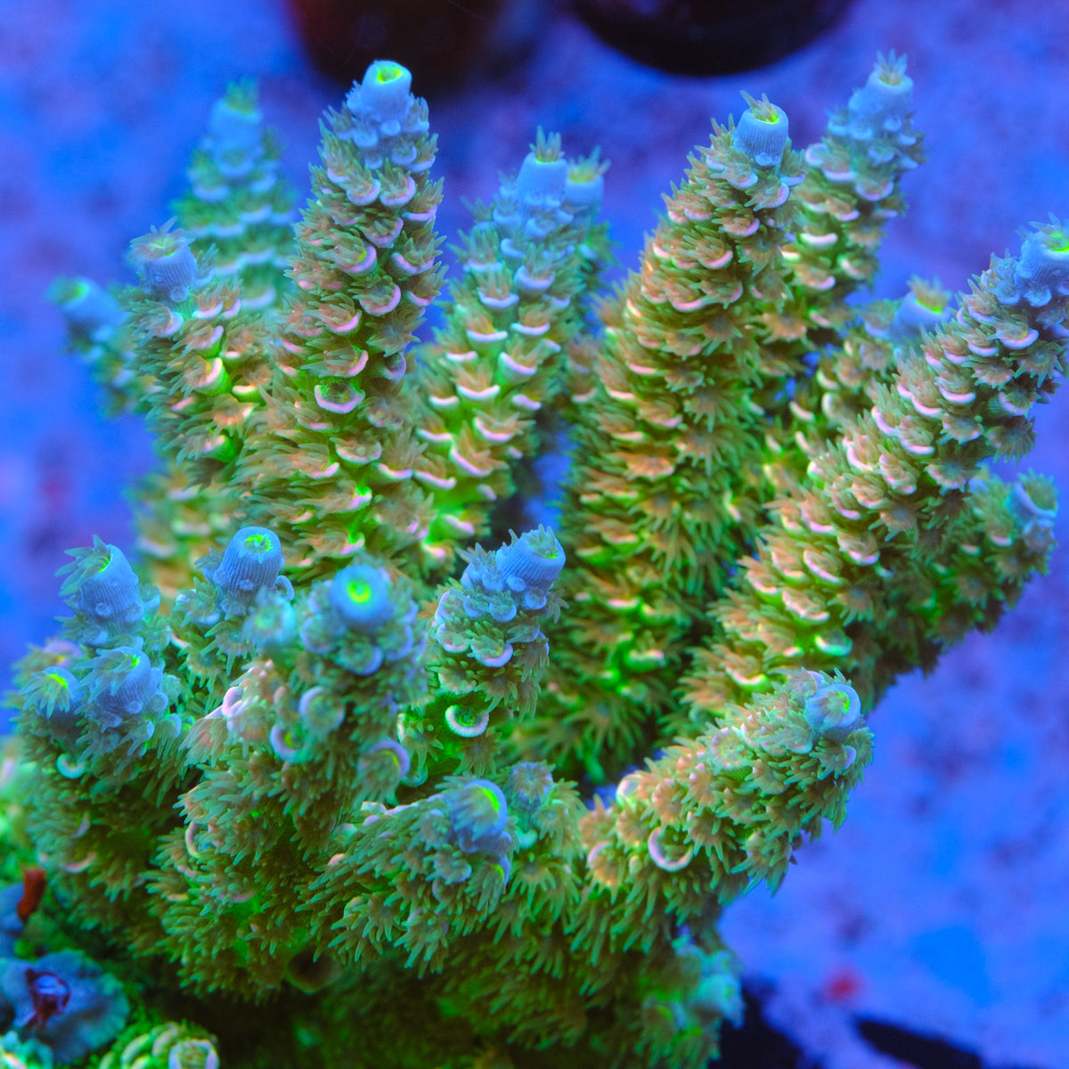 UW Tickle Me Pink Acropora Tenuis