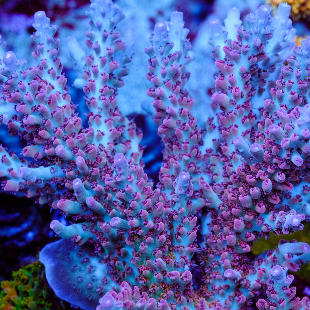 UW White Lotus Acropora