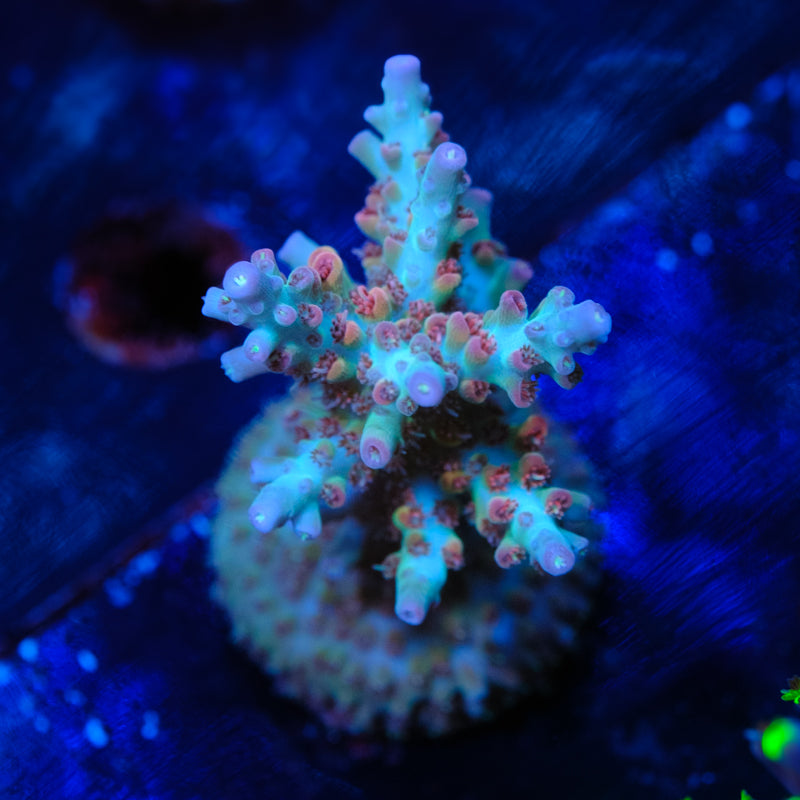 UW White Lotus Acropora WYSIWYG - Q4