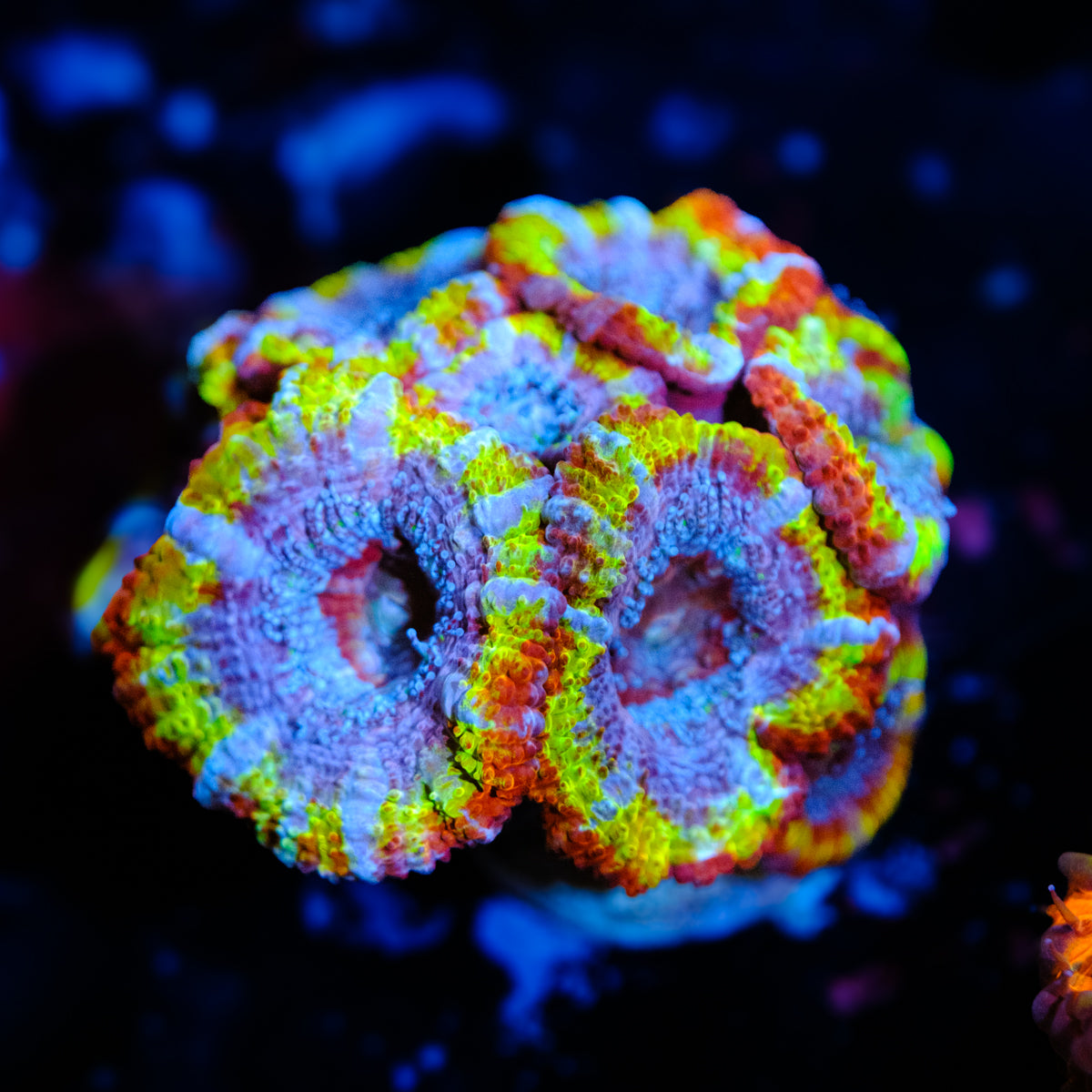 UW Wormhole Acan WYSIWYG -A5