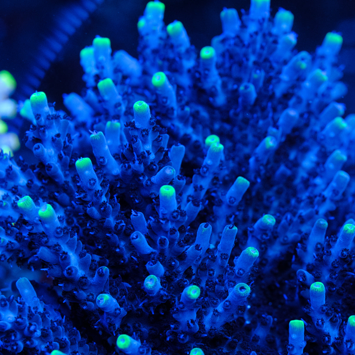 UW Blue Flame Acropora