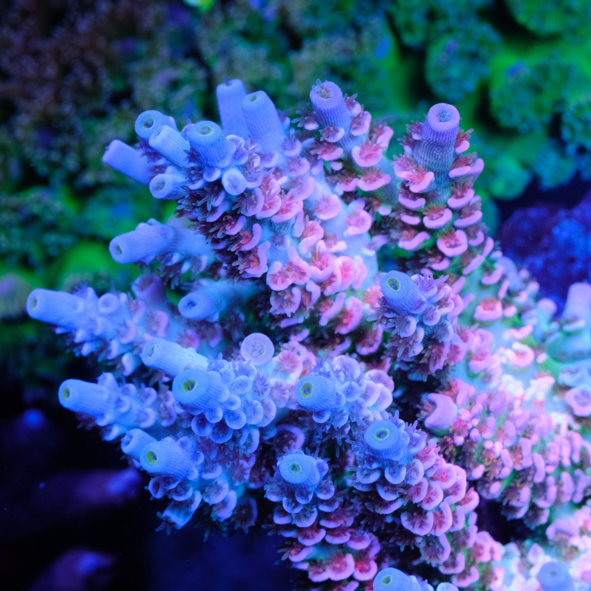 UW Pink Whitney Acropora Tenuis