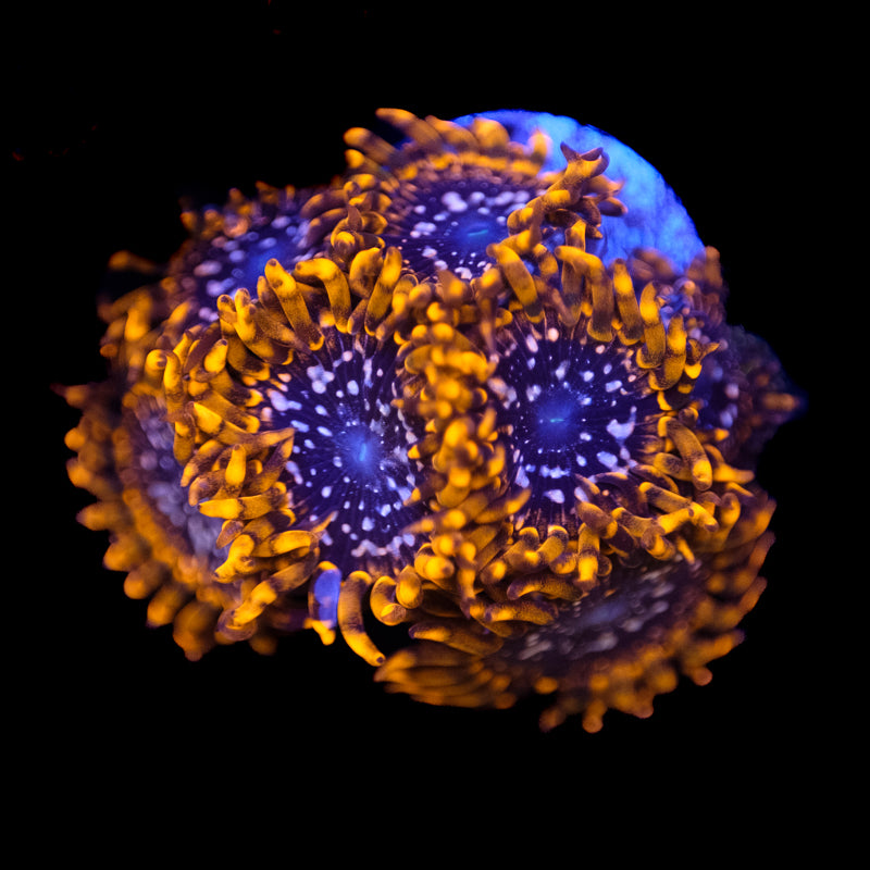 Utter Chaos Palythoa