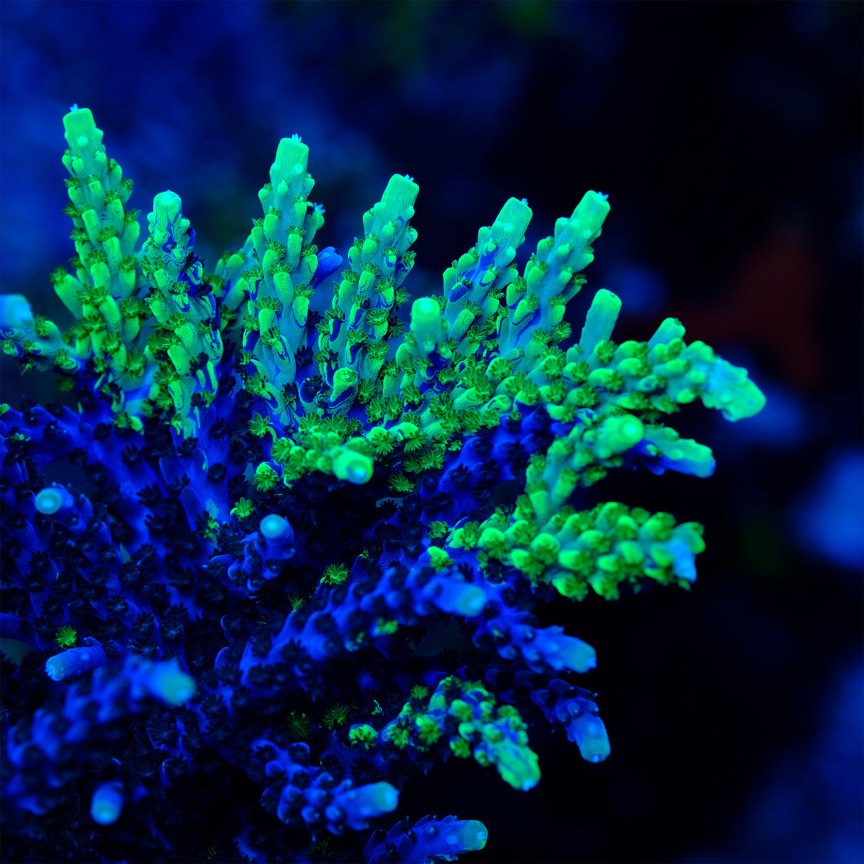 UW Oompa Loompa Splice Acropora