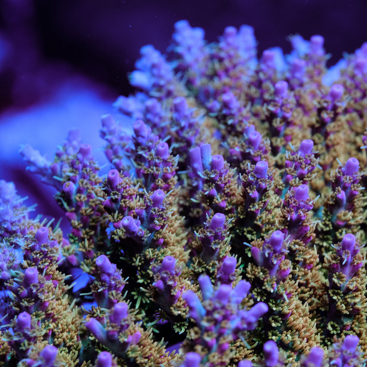 Voodoo Majick Acropora