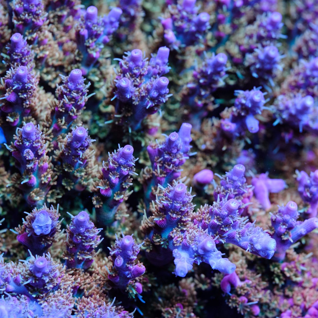 Voodoo Majick Acropora