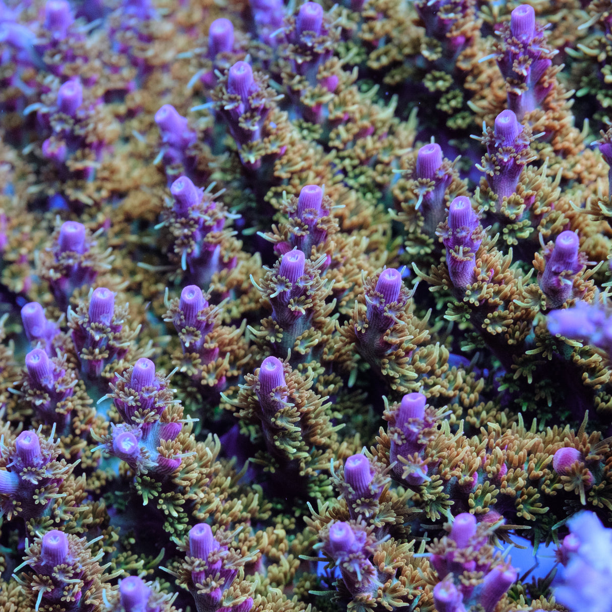 Voodoo Majick Acropora