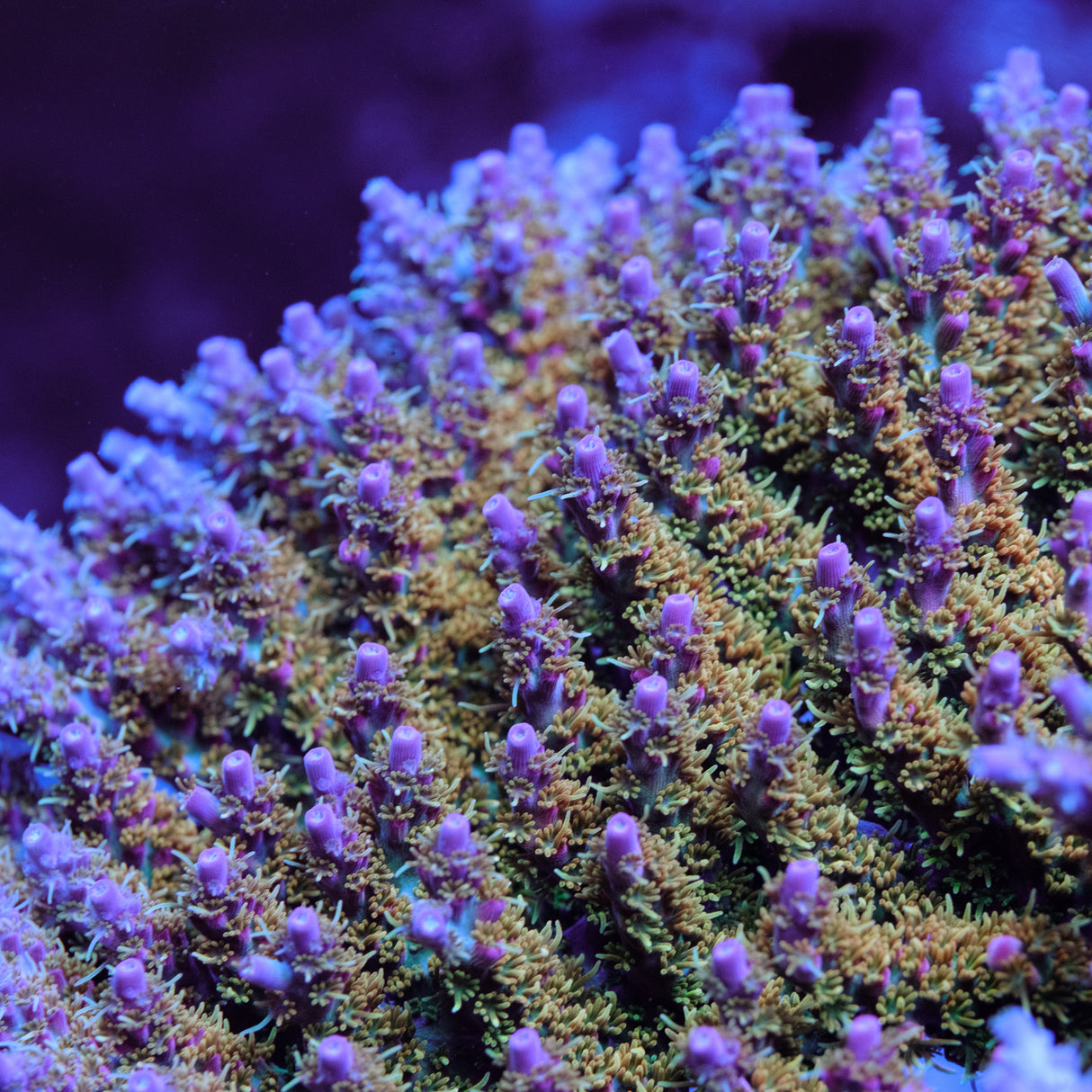Voodoo Majick Acropora
