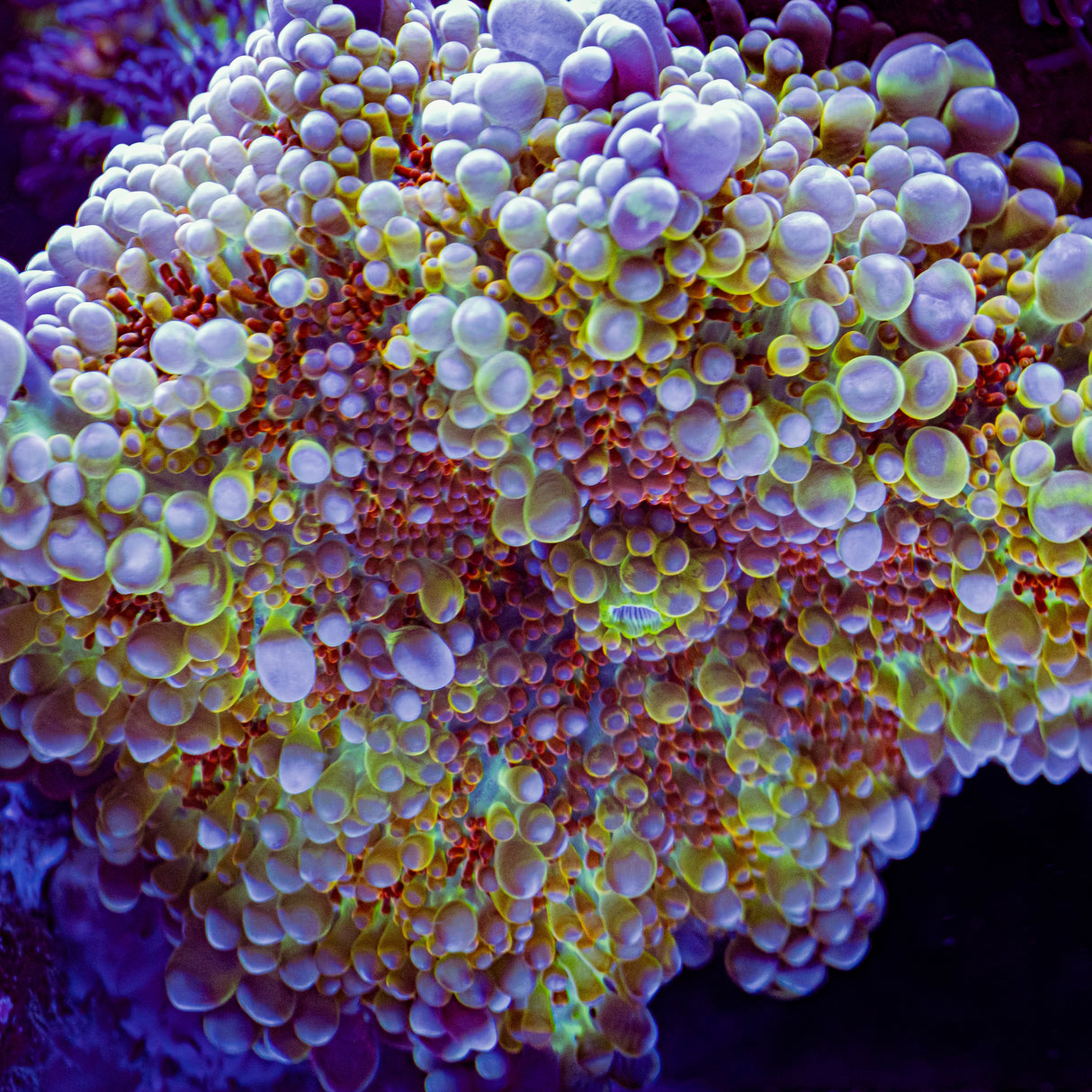 WWC Afterburner Mushroom