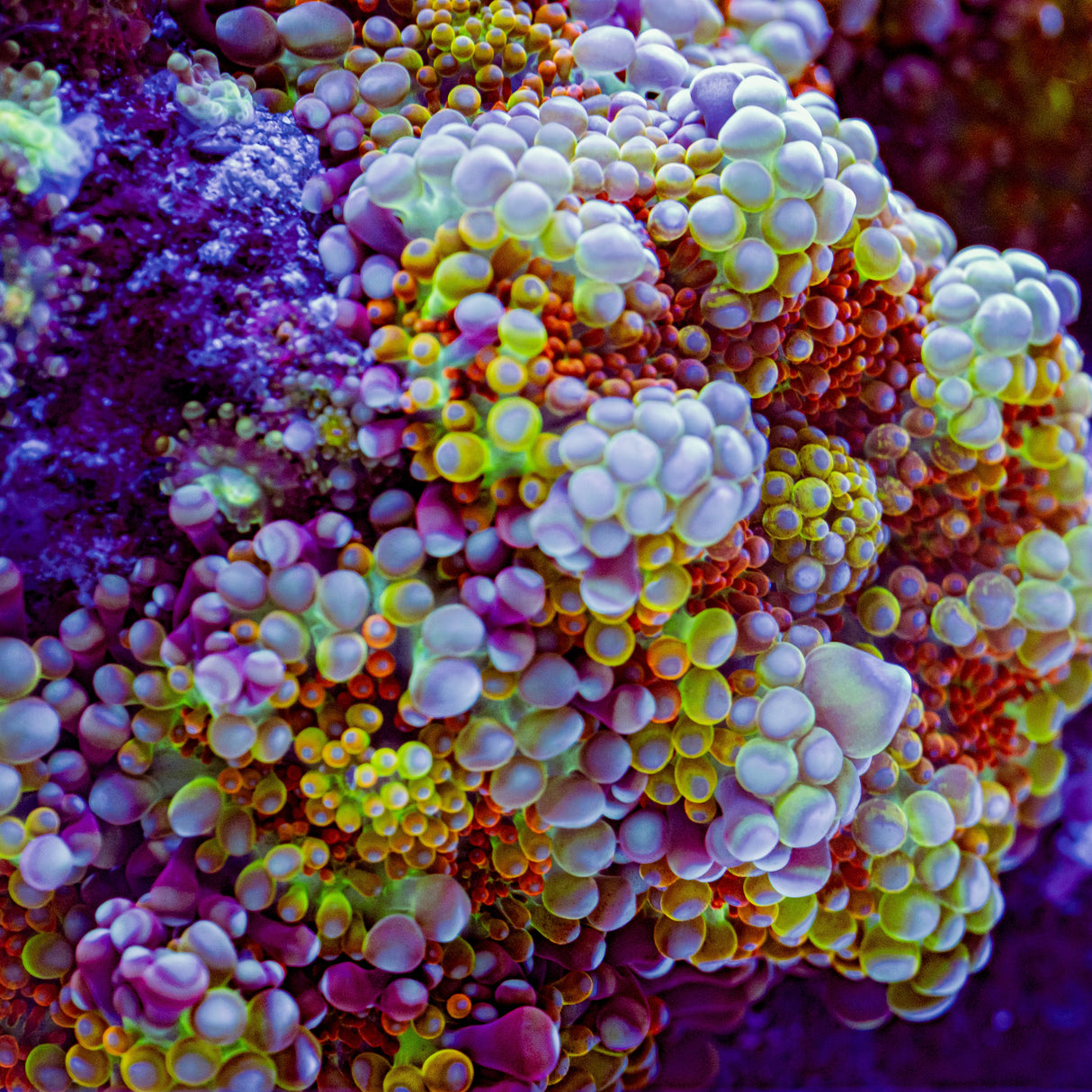 WWC Afterburner Mushroom