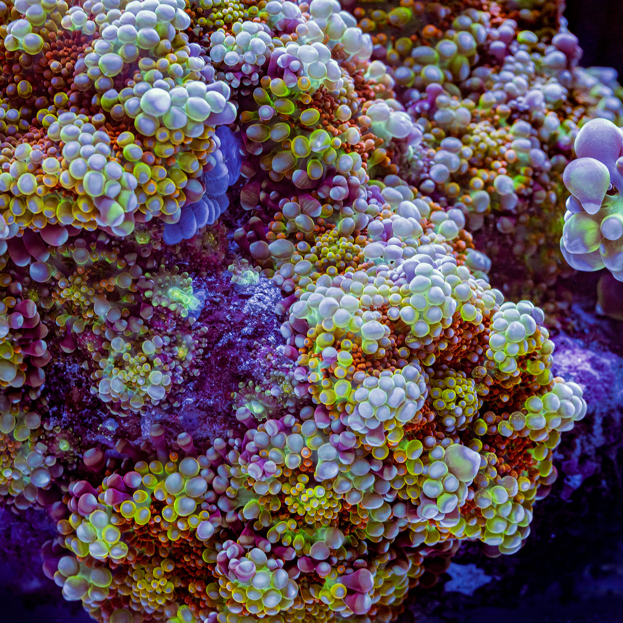 WWC Afterburner Mushroom