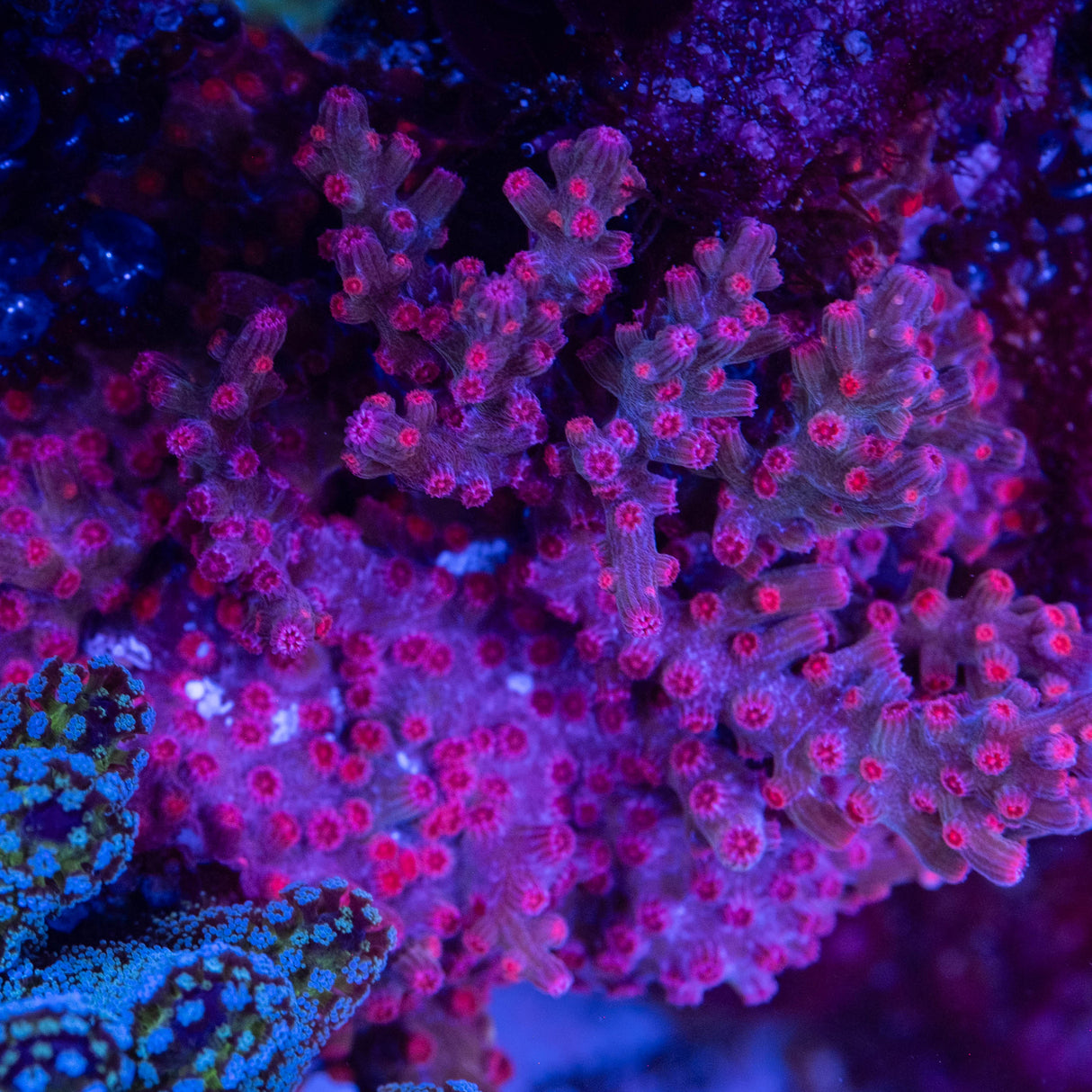 WWC Branching Strawberry Cyphastrea