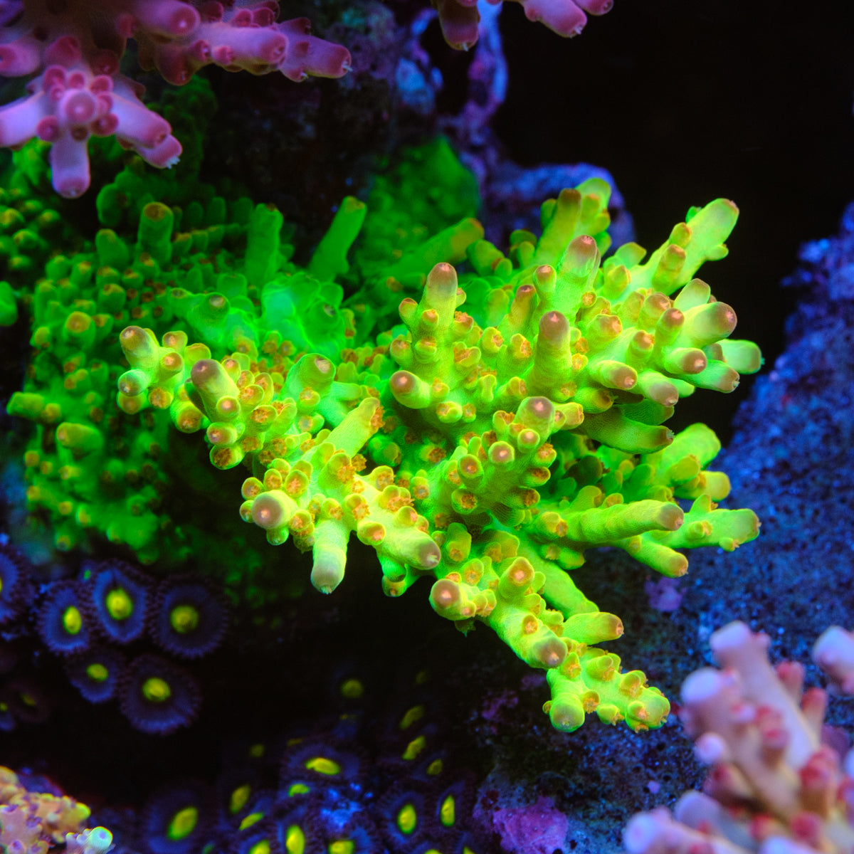 WWC Budgie Smuggler Acropora