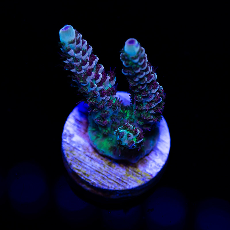 WWC Dragon Slayer Acropora