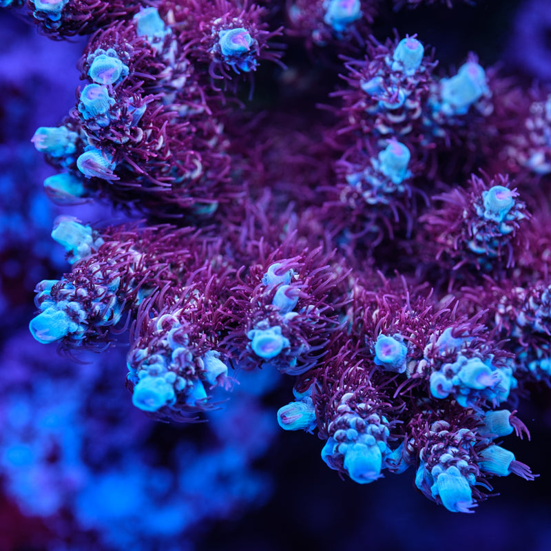 WWC Dragon Slayer Acropora