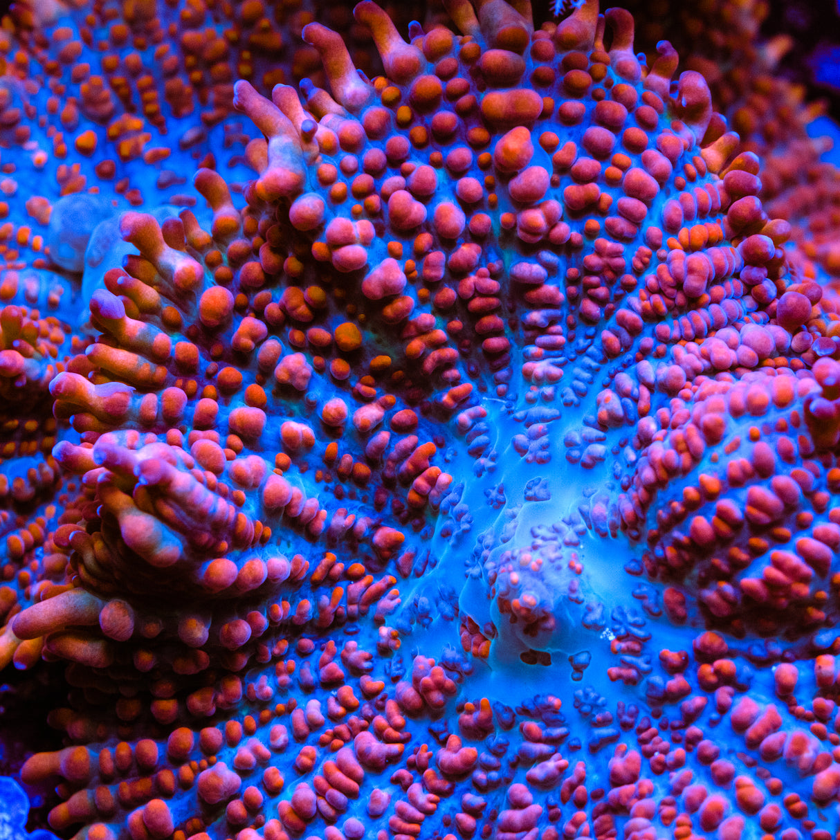 WWC King Julius Rhodactis Mushroom