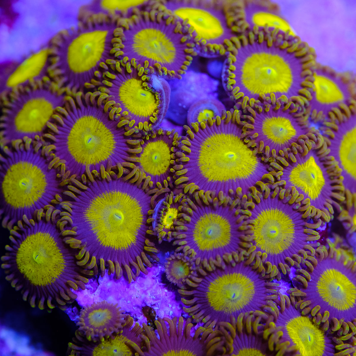 WWC King Midas Zoanthids