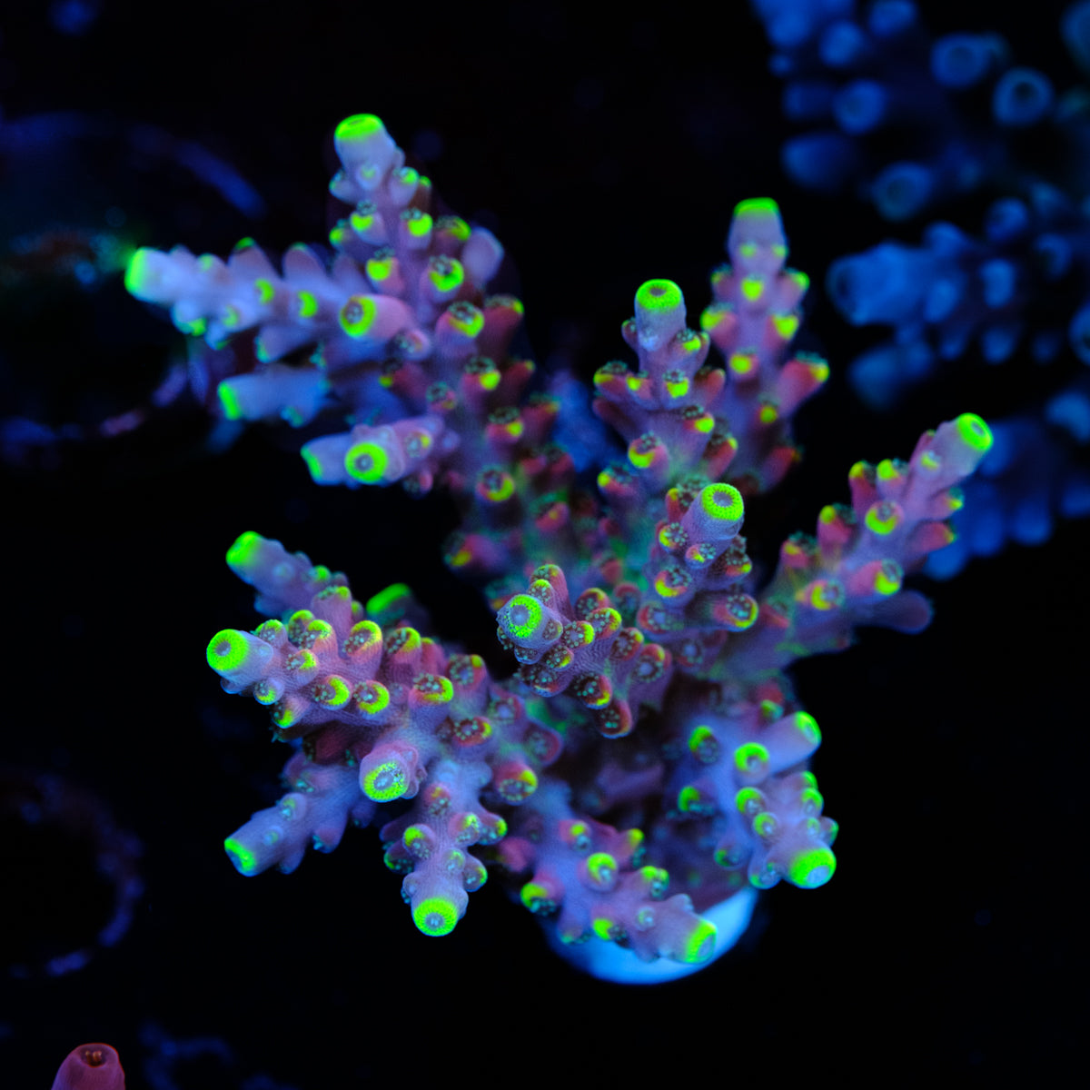 WWC Kobe Bean Acropora WYSIWYG - M4
