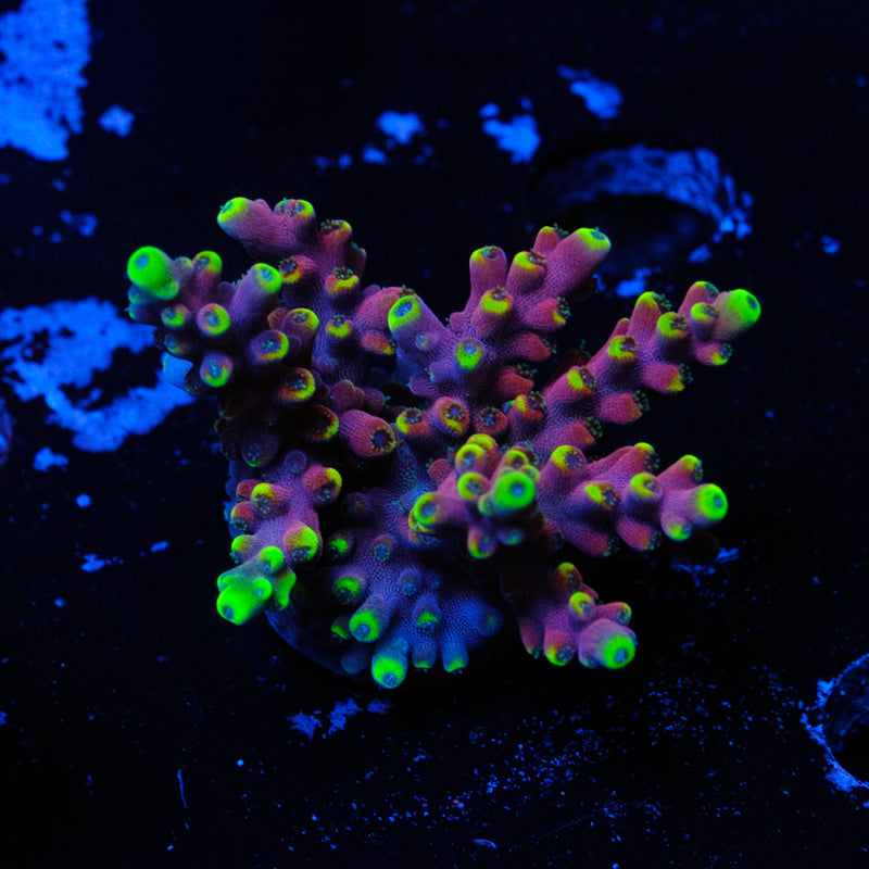 WWC Kobe Bean Acropora WYSIWYG P2-4