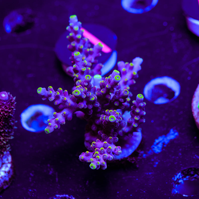 WWC Kobe Bean Acropora WYSIWYG - V4