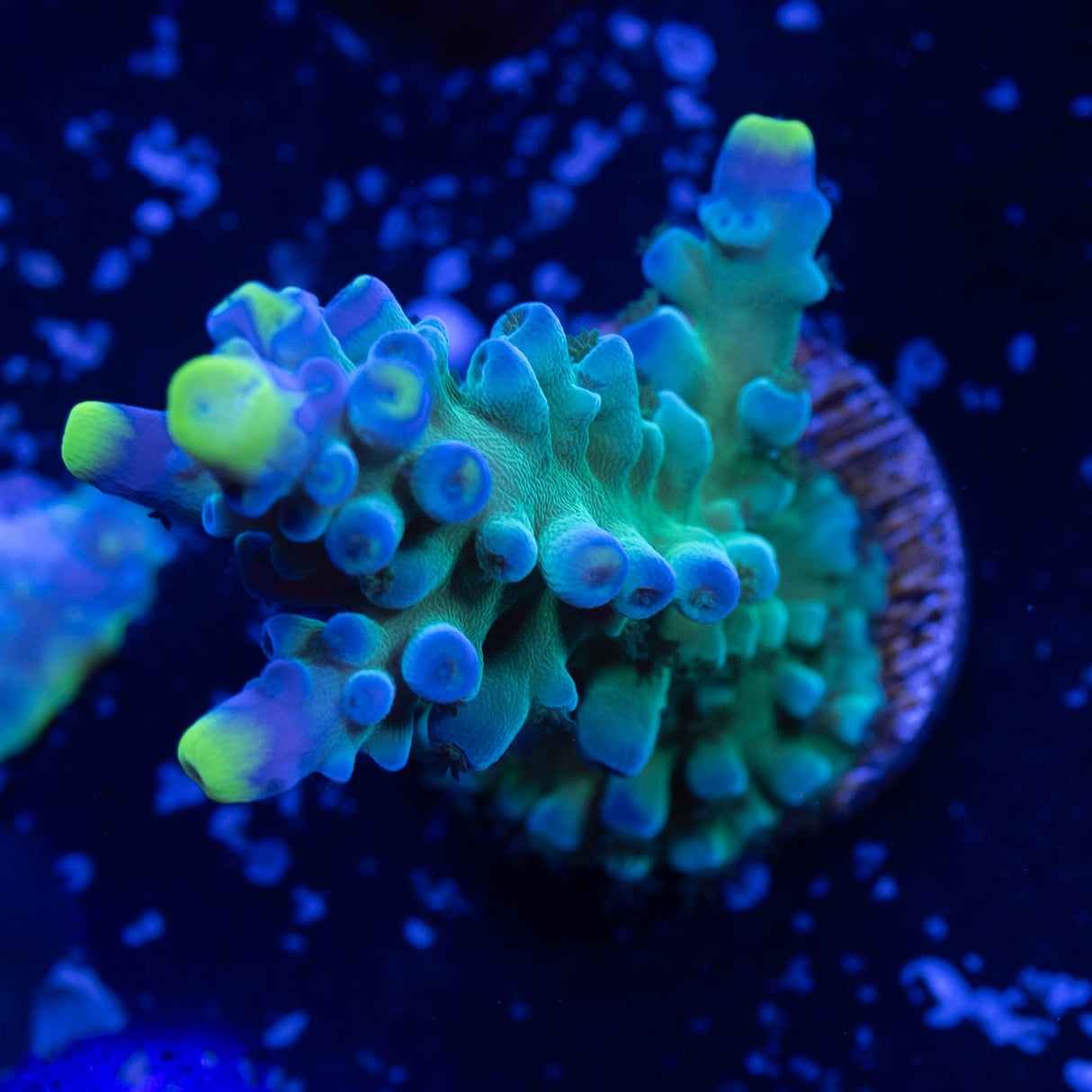 WWC Yellow Tip Acropora