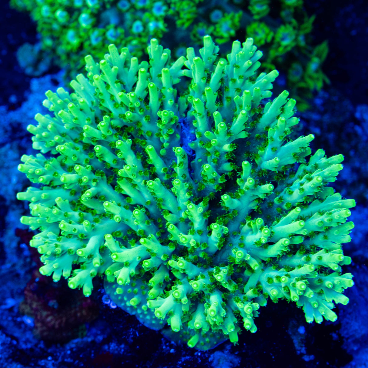 WWC Yoda Acropora