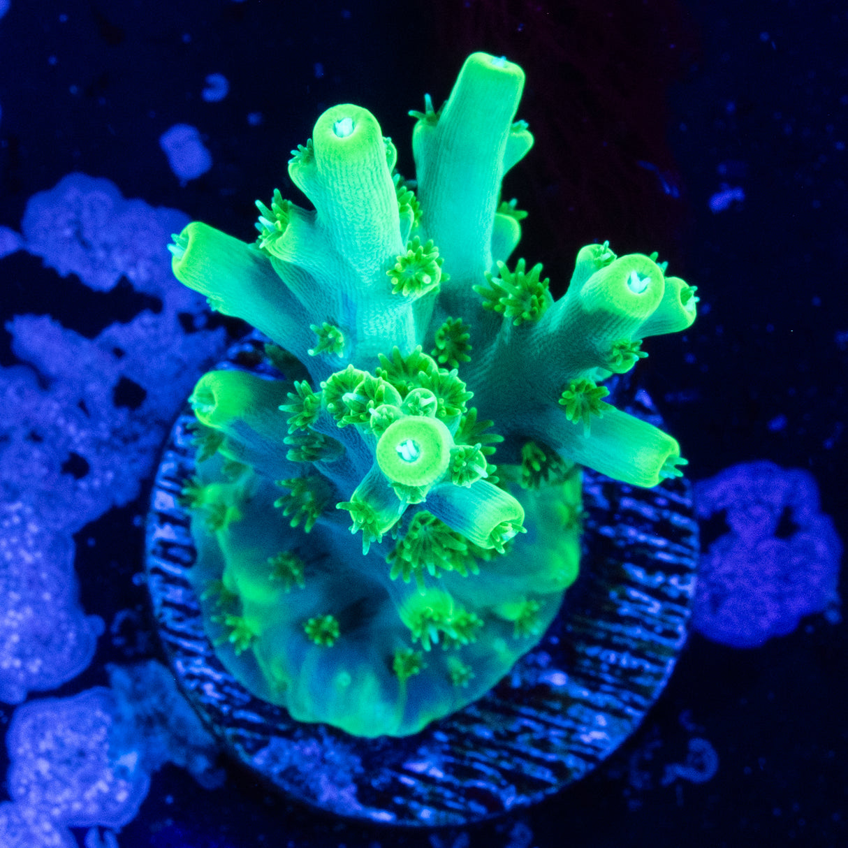 WWC Yoda Acropora