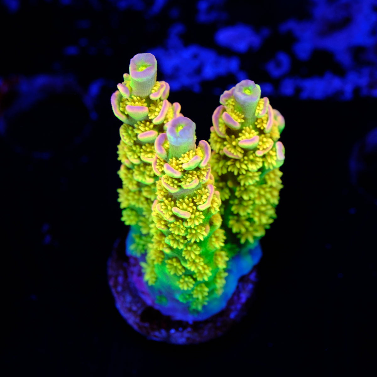 Walt Disney Acropora Tenuis WYSIWYG - C2