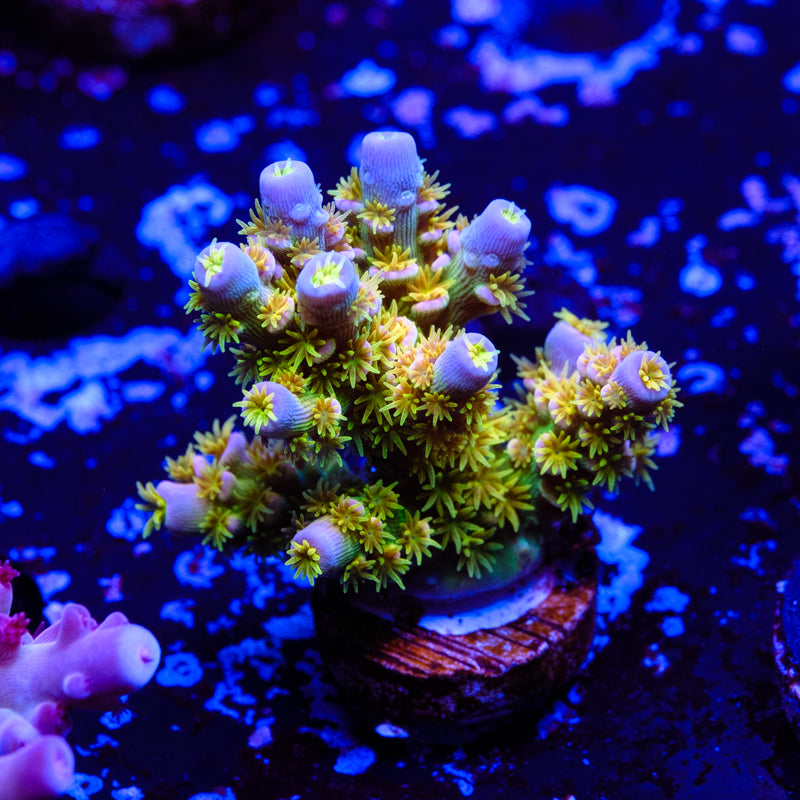 Walt Disney Acropora WYSIWYG - F2