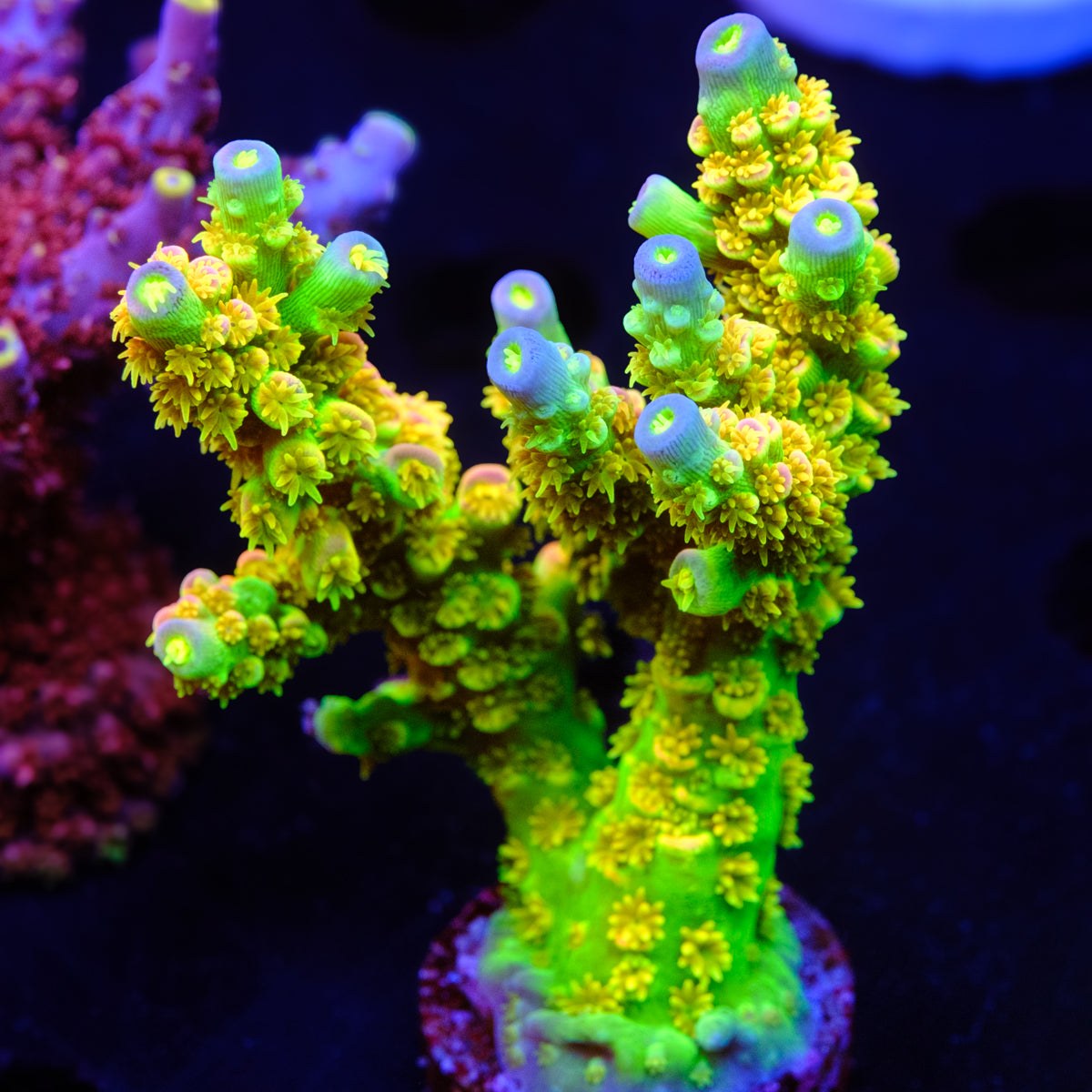 Walt Disney Acropora WYSIWYG - K2
