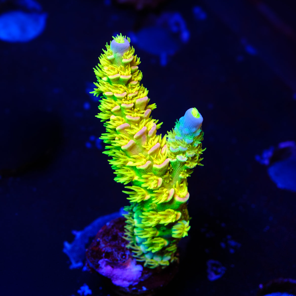 Walt Disney Acropora WYSIWYG - P4