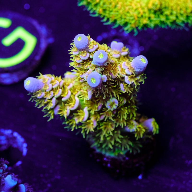 Walt Disney Acropora WYSIWYG - O4