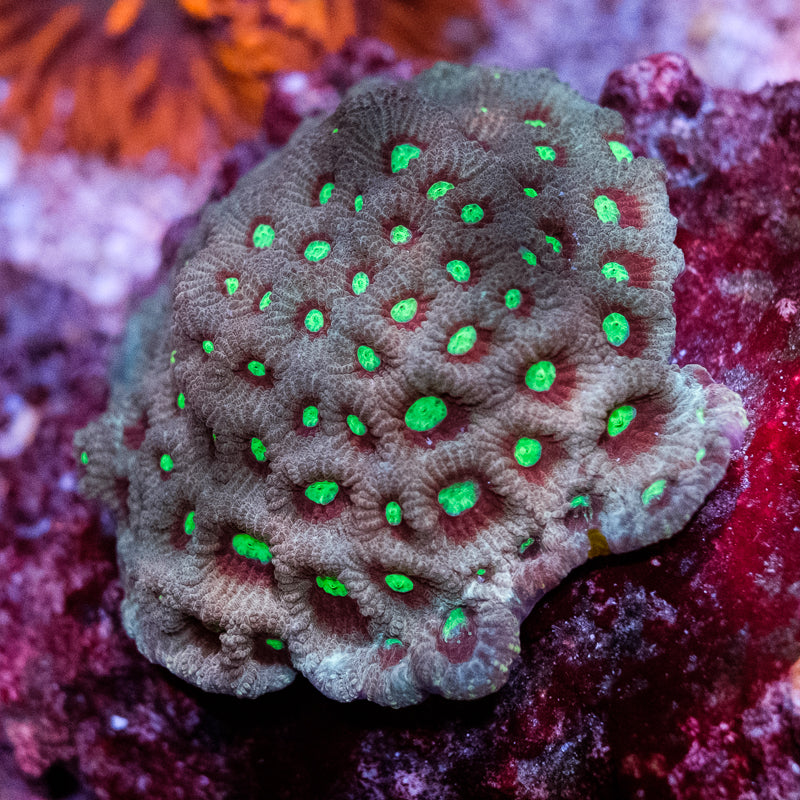 War Coral – Underwater Wonders