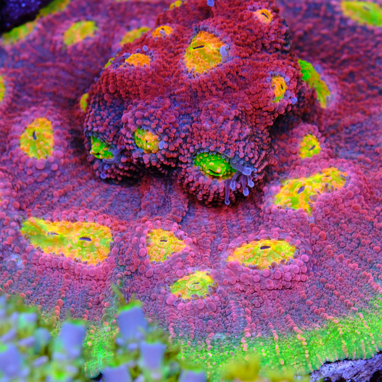 Hyper Watermelon Chalice