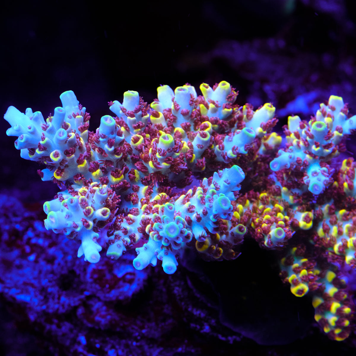 Z's Blue Floyd Acropora