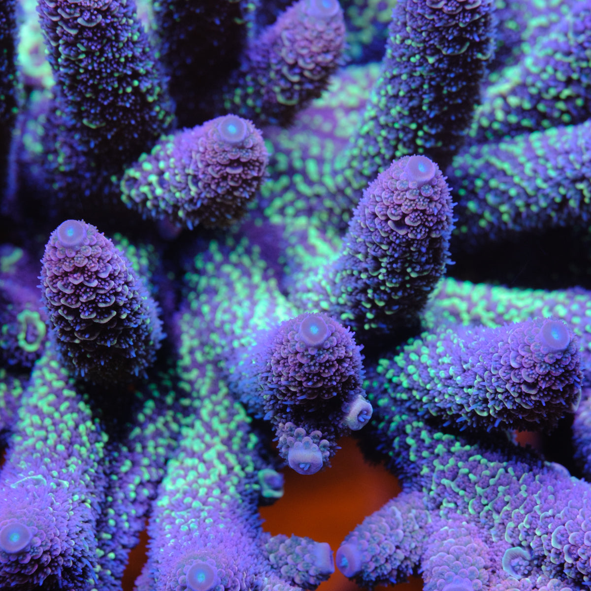 UW Late Night Acropora Spathulata