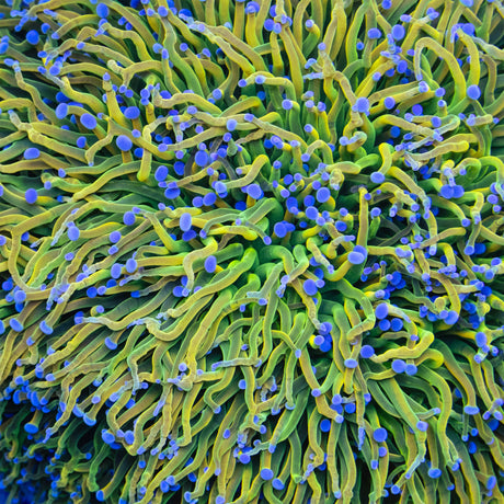 Torch Corals