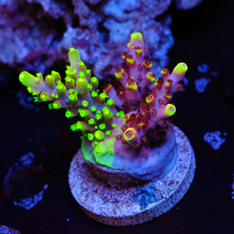 WYSIWYG Acropora