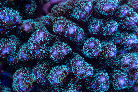 Coral Colonies