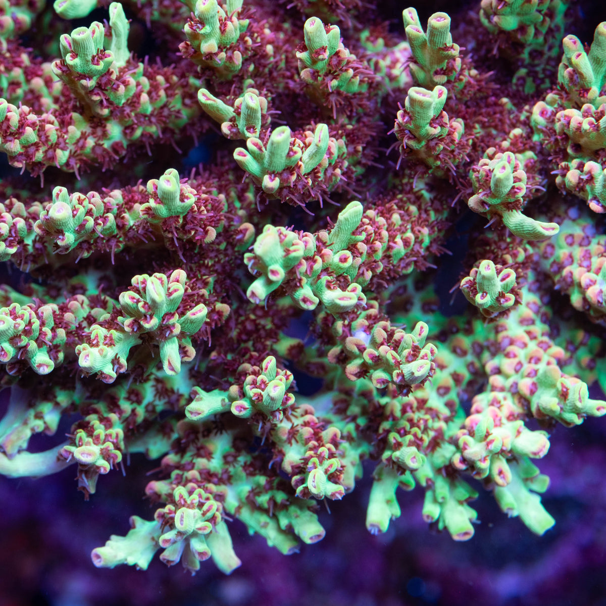 Acropora – Underwater Wonders