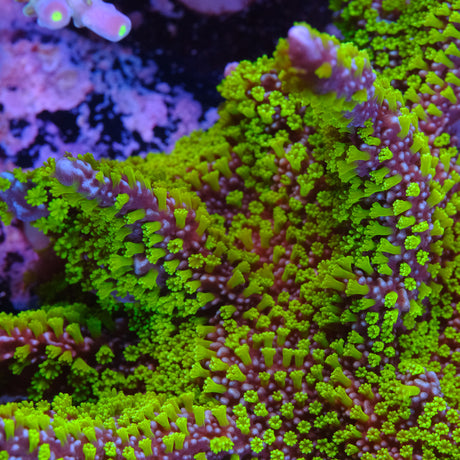 Montipora