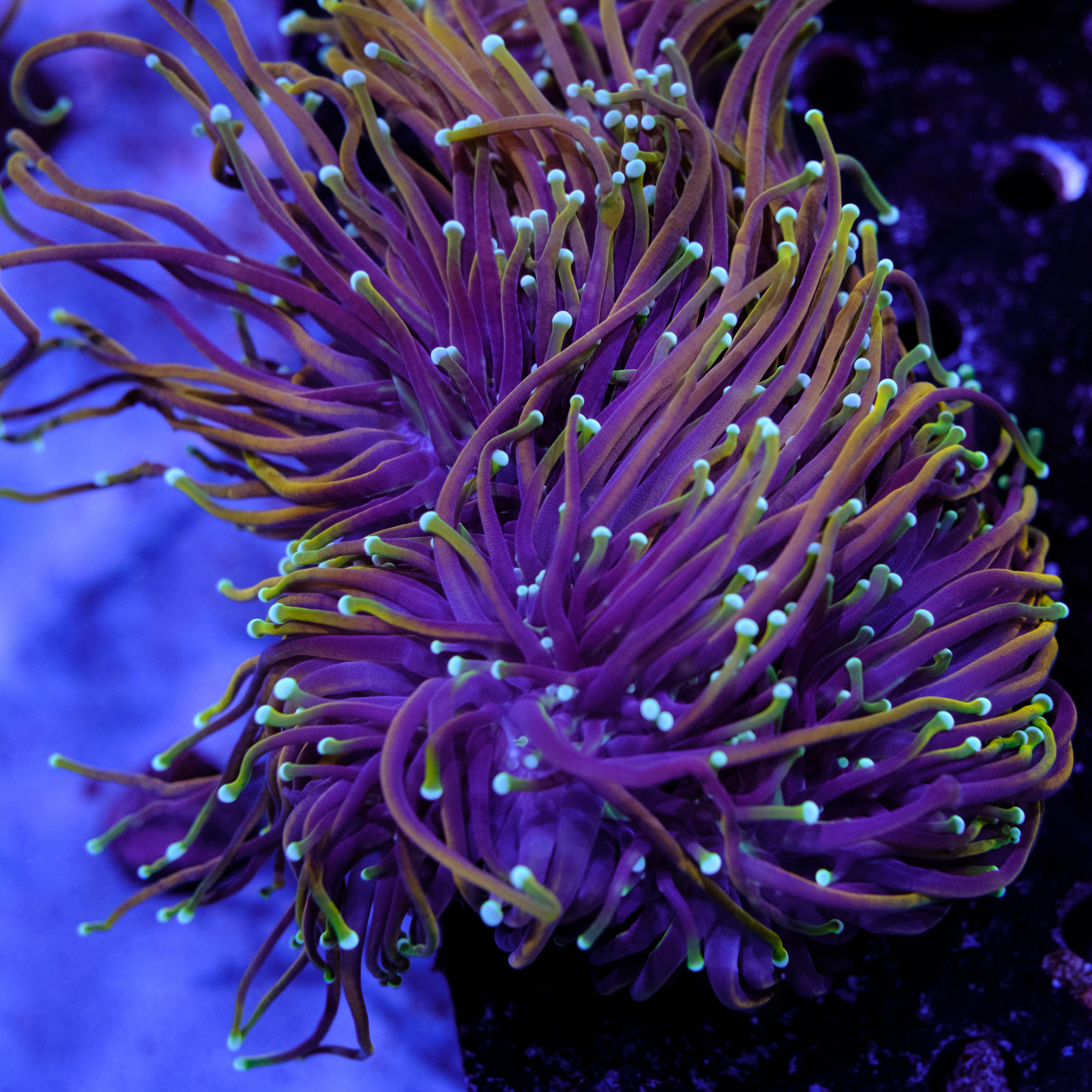 coralcoralページ CC 21 Tails Torch – Underwater Wonders