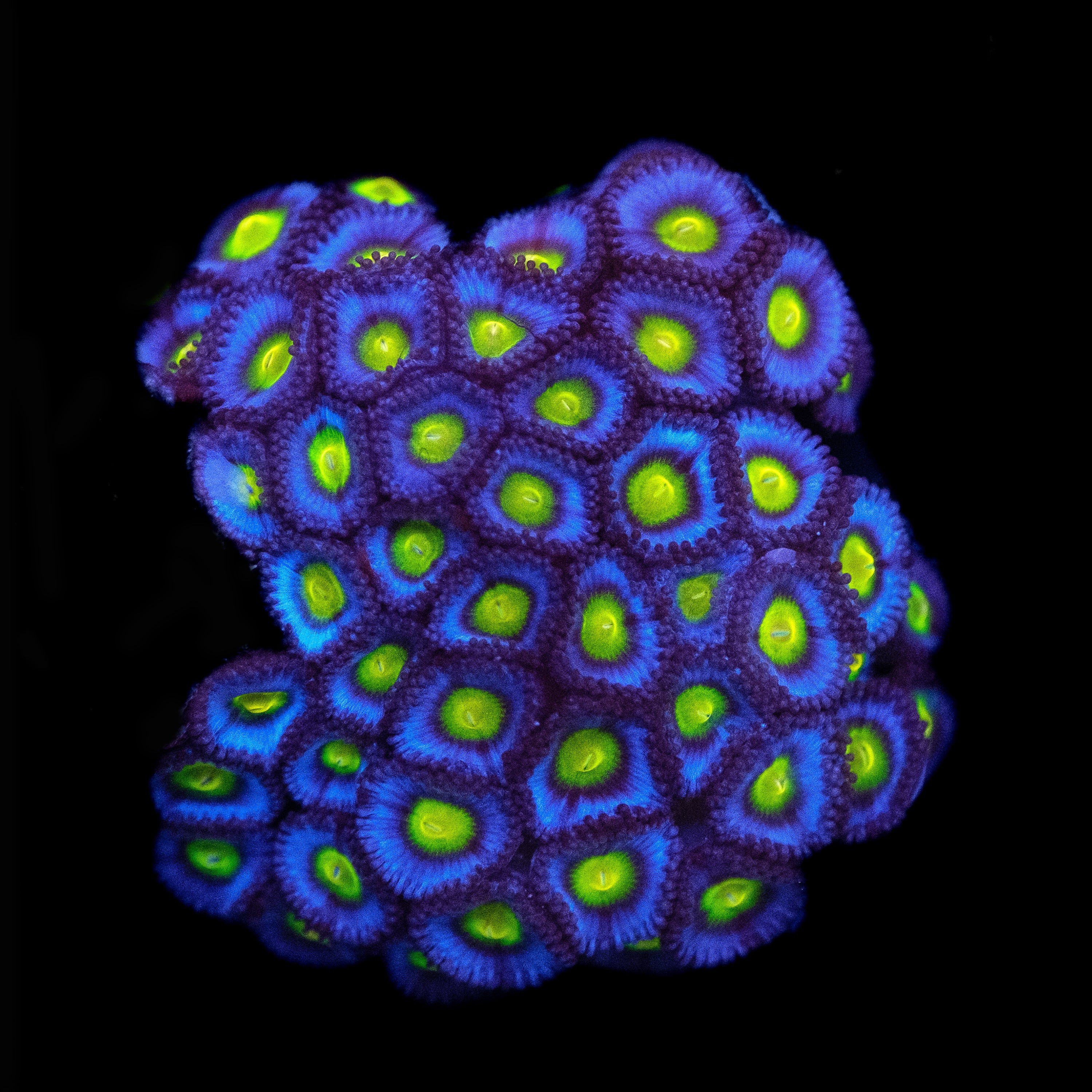 AOI Zoanthids – Underwater Wonders