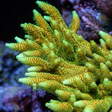 ASD Rainbow Millepora