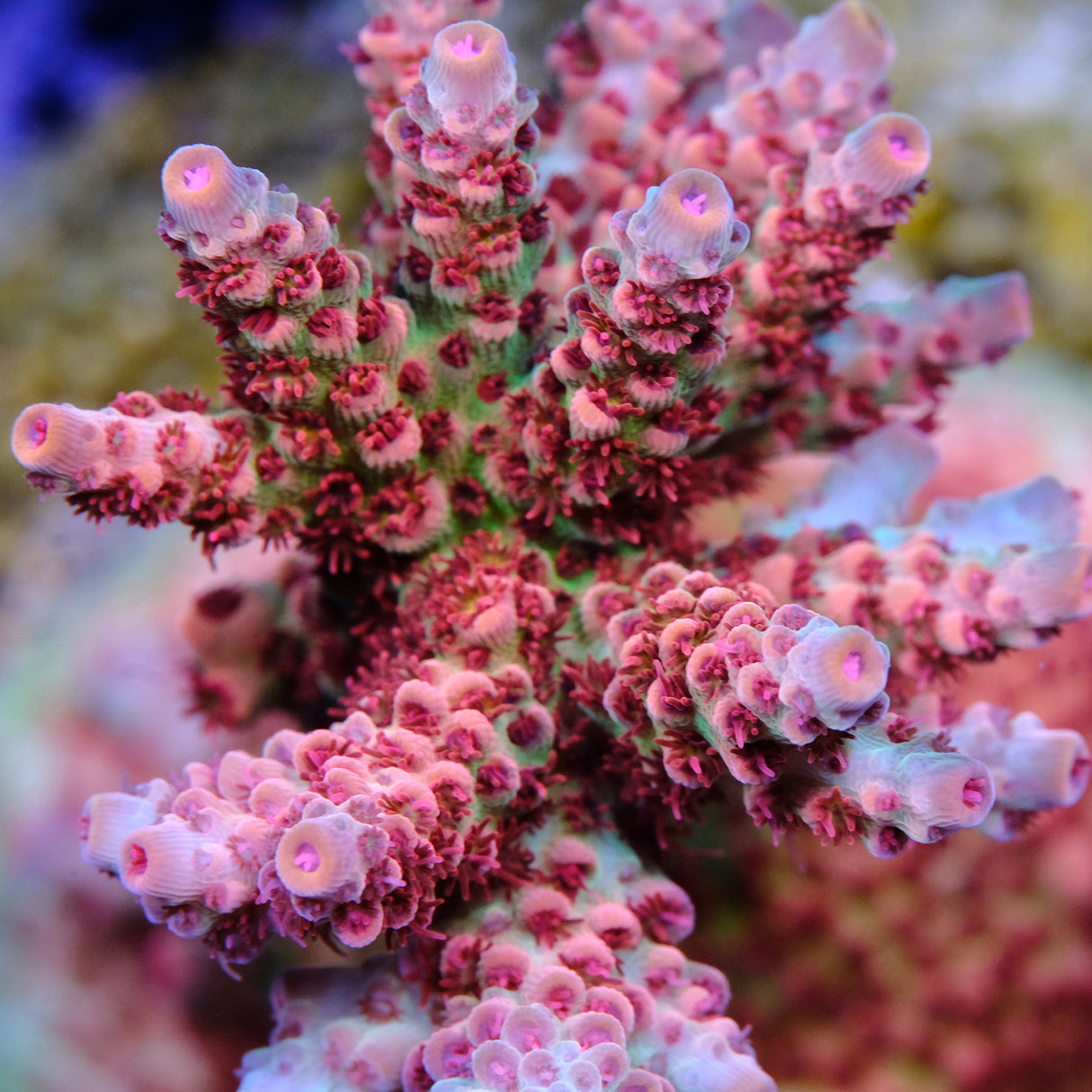 ATL Joleen Acropora