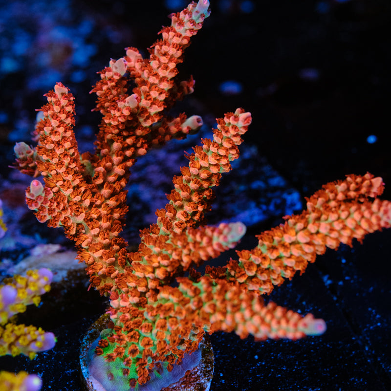 ATL Joleen Acropora WYSIWYG - W1