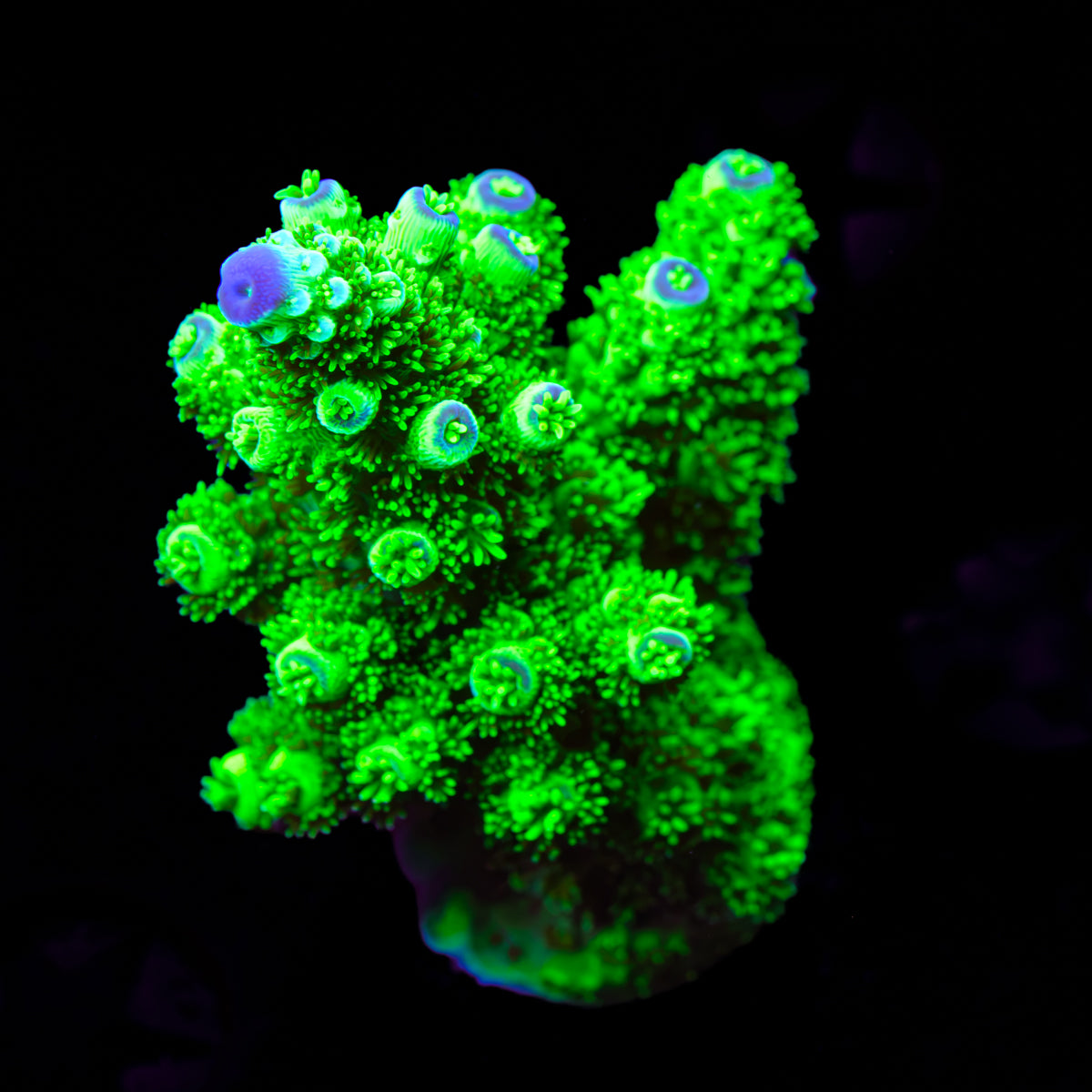 AV Orange Crush Acropora WYSIWYG - J6
