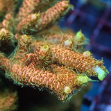 Acid Trip Acropora Millepora